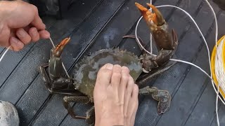 CRABBING Alligator Creek Townsville | #fishing #barramundi #hunt #australia #mudcrab