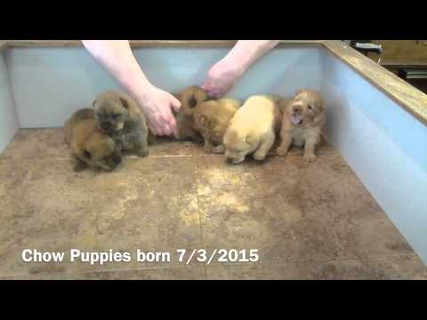 Chow Puppies 2 weeks old