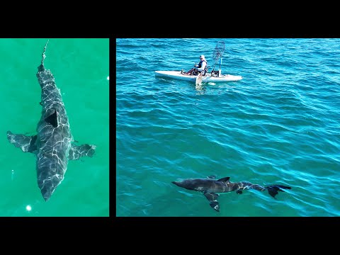 Great White Shark Next to Kayak Fishermen: I Get a Thumbs Up.