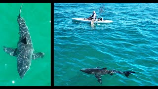 Kayak Fisherman Is Surrounded by Great White Sharks