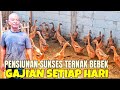 Ternak bebek petelur 175 ekor kerja santai untung besar