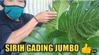 Cara praktis dan mudah perbanyak sirih gading jumbo, ,,,