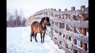 Стишок про Лошадку