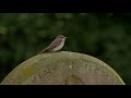 Spotted Flycatcher Perched On A Gravestone Takes Off To Catch A Fly Bedfordshire UK Spotted Flycatcher Perched On A Gravestone Takes Off To Catch A Fly Bedfordshire UK