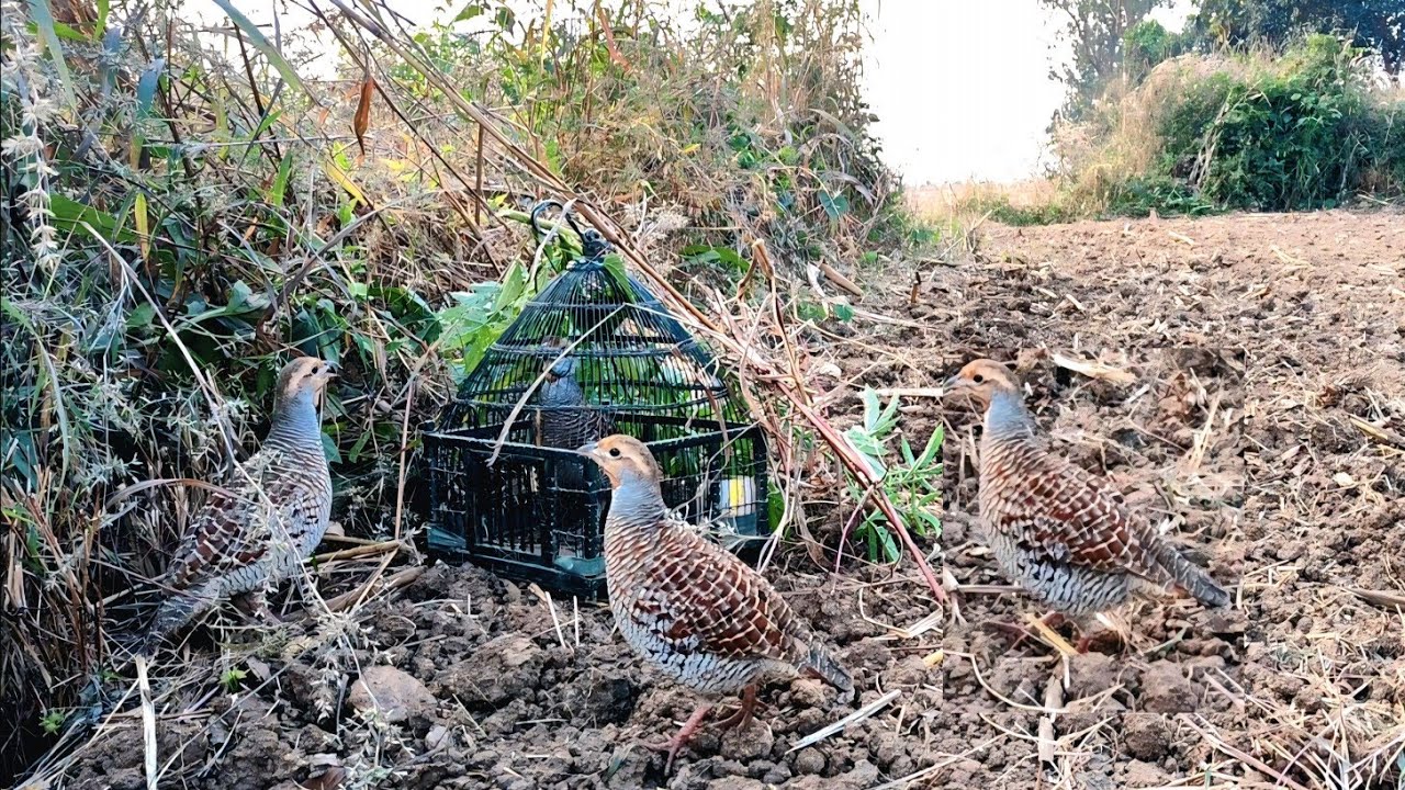 Bade gusse vala Paltu Teetar aour Junglee joda Teetar Fight #birds #teetarawaz #teetar 