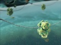 Harvard mcb  biovisions lab the inner life of the cell narrated
