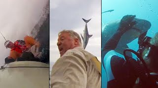 Ozzy Man Reviews: Sharks