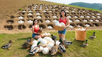366 Days Harvest 1000+ Duck Eggs at Farm, Use Trucks to Transport Eggs Gose to Market Sell