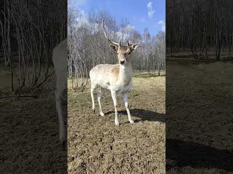Лань в Подмосковном сафари-парке #лань #забавныеживотные #funnyanimals #wildanimals #каквприроде