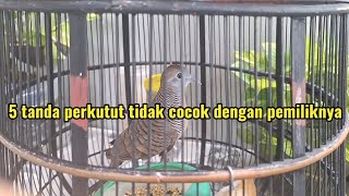 5 Tanda Perkutut Tidak Cocok Dengan Pemiliknya