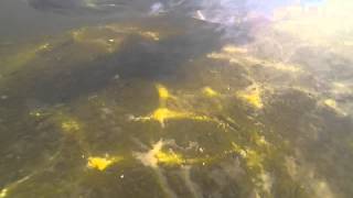 2014 0419 Muskie 1
