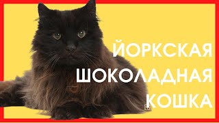 ЙОРКСКАЯ ШОКОЛАДНАЯ КОШКА