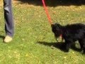 Free Top Dog Training Tip #2 - Stop Your Dog Chewing The Leash Free Top Dog Training Tip #2 - Stop Your Dog Chewing The Leash