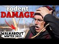 Rodent DAMAGE on Fruit Trees: Winter WALKABOUT