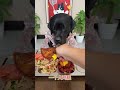 #Looks like a lazy dog #Dog eating #Living worse than a dog #When you have a greedy little dog