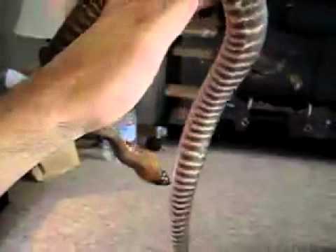 Another Woma Python