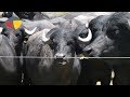 Conheça a bubalinocultura e os benefício nutricionais da carne de búfalo | Programa Terra Sul
