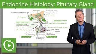 Endocrine Histology: Pituitary Gland – Histology | Lecturio