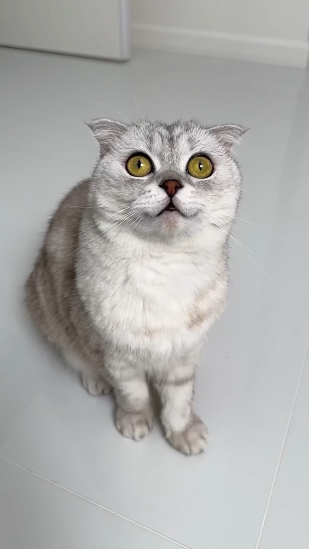 Sonya found out that Santa is not real?? #cat #cats