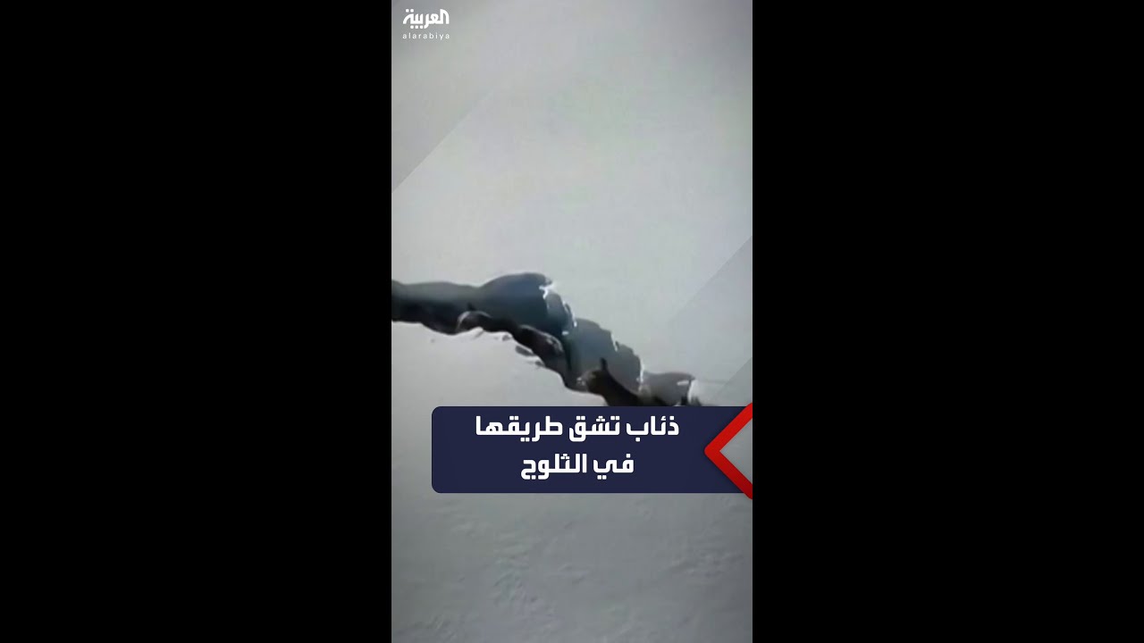 تمهد الطريق أمام صغار الذئاب.. كاميرا درون تصور ذئاباً تشق طريقها عبر أمتار من الثلوج في الصين