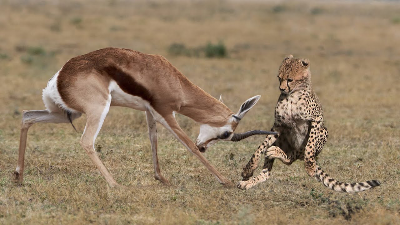 Animal Attack - Cheetah Attack Gazelle Success - YouTube