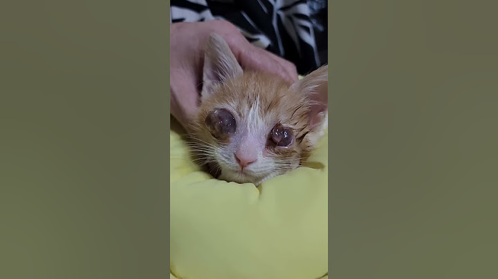 [놀람주의,충격주의] 두 눈이 안보이는 2개월 새끼고양이를 입양해서 정성껏 간호해 주었더니 보름후 놀라운 변화 #shorts