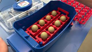 Incubation and hatching of pheasant eggs with LUMIA 8 | www.borotto.com