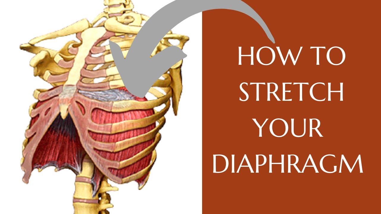 what is diaphragm excursion