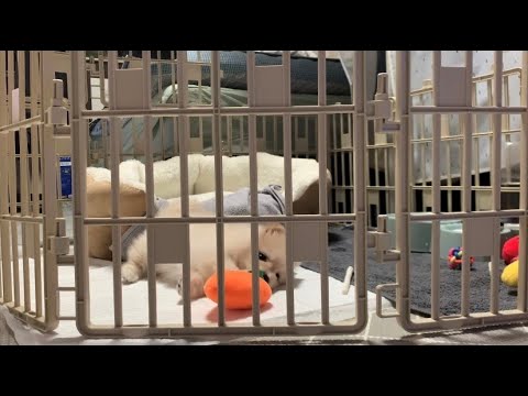 밥먹고 신나게 노는 새끼강아지 A little puppy having a good time after eating.