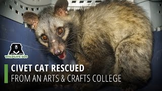 Civet Cat Rescued From An Arts & Crafts College In Delhi