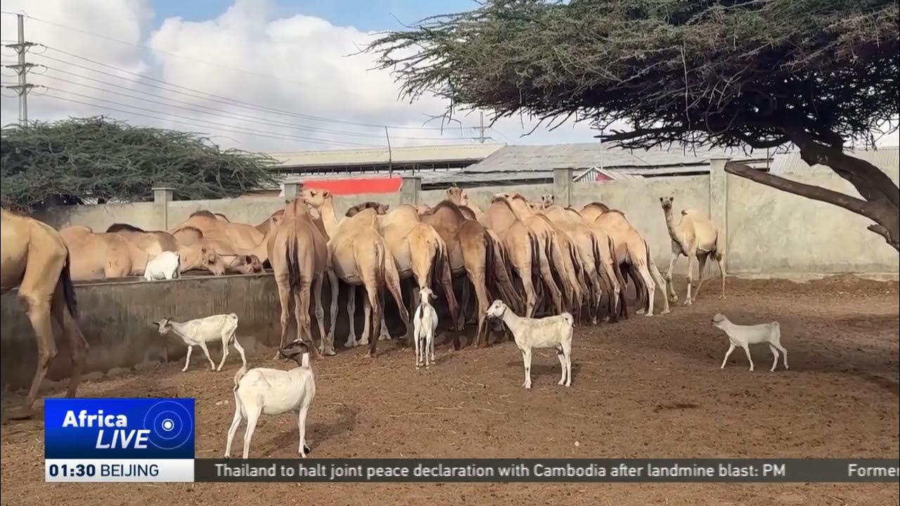 Somali camel farmers adapt to survive climate change