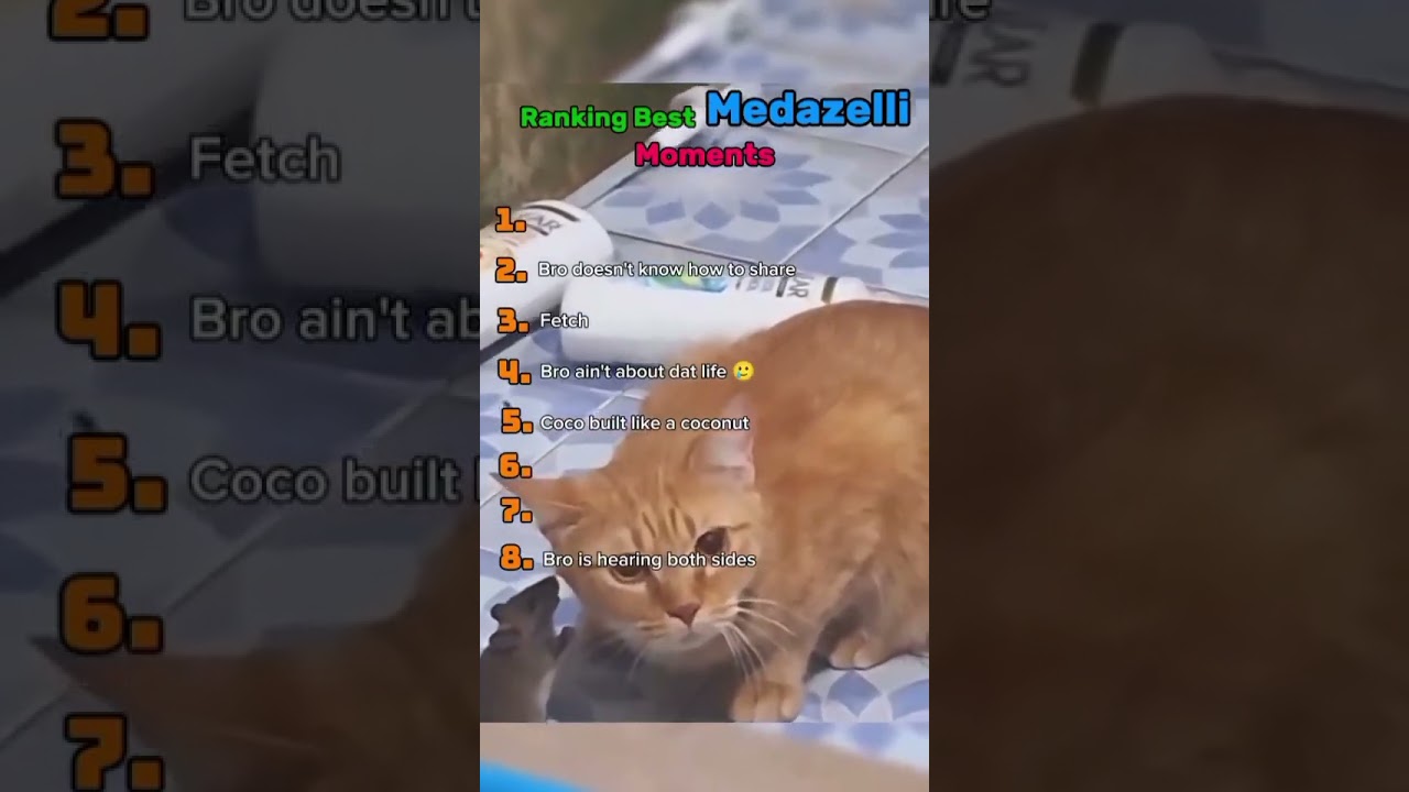 I WANT TO BE A CAT!! #cars #cat #catshorts #catvideos #memes #catshorts #fyp #funnycats