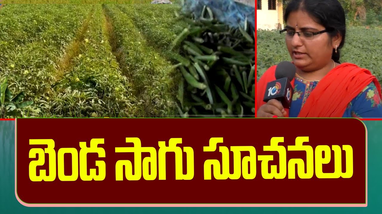 బెండ సాగు సూచనలు | Okra Cultivation Tips | Matti Manishi | 10TV News