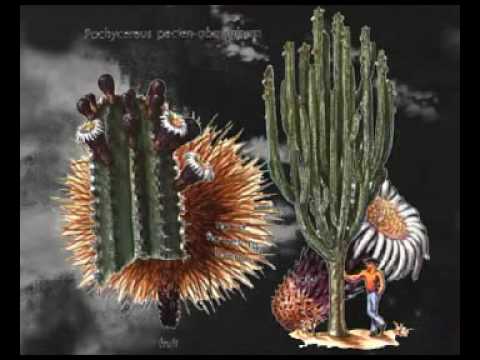 Kusumam — Kusumam - Fly Fly Will Be A Butterfly