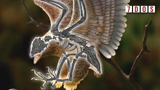 Famous A Key ‘Missing Link’ In Bird Evolution Has Been Discovered | 8 Days of Science Wealth