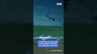 Meet the Tripod Fish: Nature’s Deep-Sea Genius