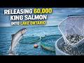 Releasing 60,000 King (Chinook) Salmon Into Lake Ontario!