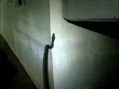 The Standing Python - YouTube