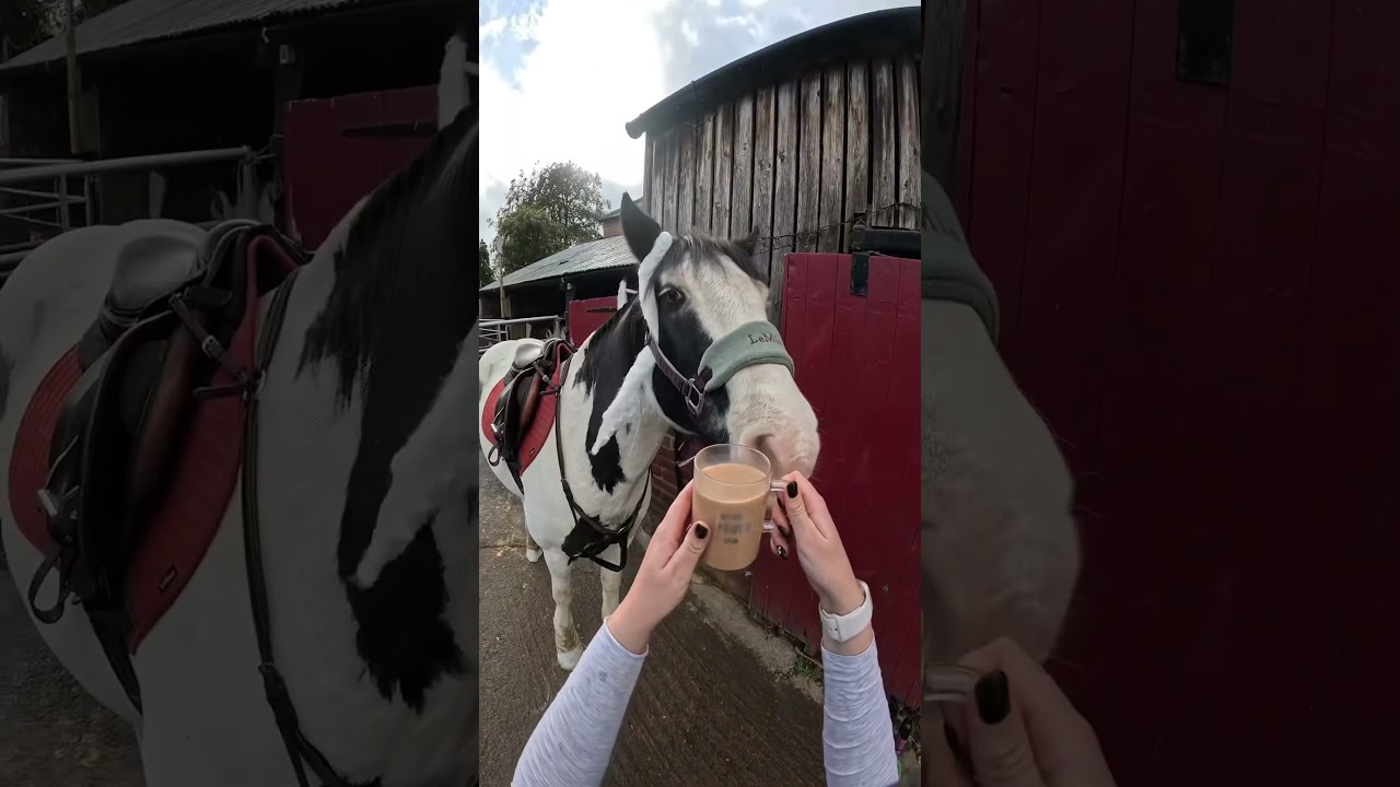 Tack up with me to take my pony trick or treating 🍬🎃👻🐴  