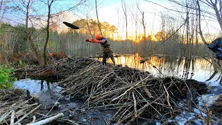 BEAVER DAM SWAMP IS OUTRAGEOUS!🤯 || BEAVER DAM REMOVAL IN GATOR CREEK! S4 EP.3!