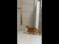 大好きなパパを1番にお出迎えする猫(マンチカン) #Shorts