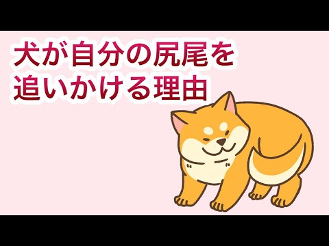 犬が尻尾を追う心理と原因を徹底解説