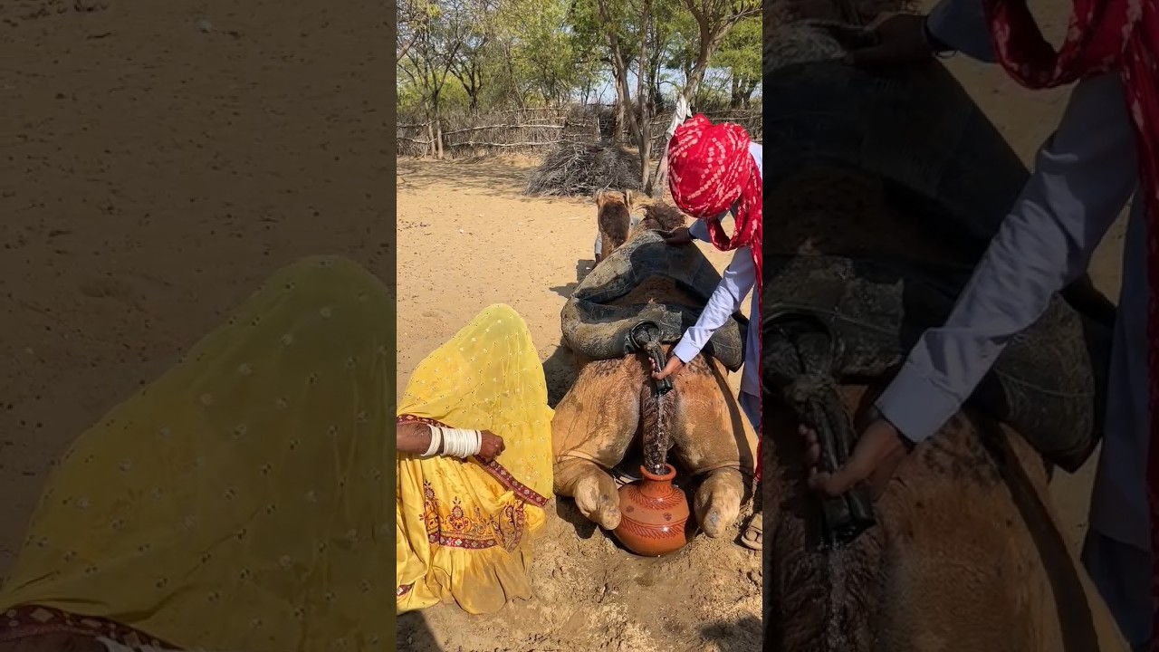 شيرا ثار كا ماتكي مين باني بهار ني كا تاريقا أونثني هيران