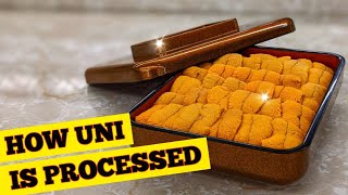 How Sea Urchin (Uni) Is Processed - How To Make Sushi Series screenshot 5