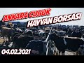 ''ÇUBUK'' HAYVAN PAZARI | 30 ADET KURBANLIK DANA 353.000 TL'YE SATILDI !!!