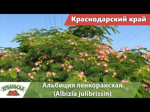 Обзор Альбиции, ленкоранская акация (Albizia julibrissin) / Кубаньсад