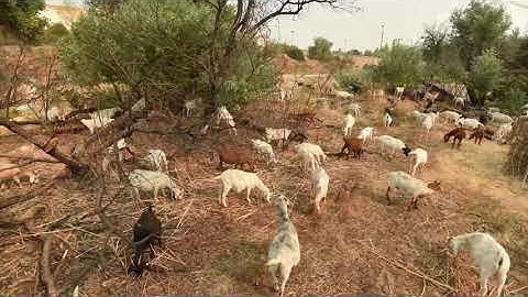 Goat Grazing Timelapse