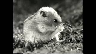 Tales Of The Riverbank Hammy Leaves Home First Of The Tales