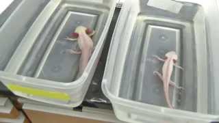 Scrutinizing salamanders to study scarring in humans