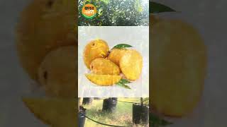 #Fruit #angur #fruitfarming #mango #plants #nursery #fig #angeer #fruitfarming #pune #gardening